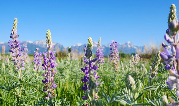 lupine