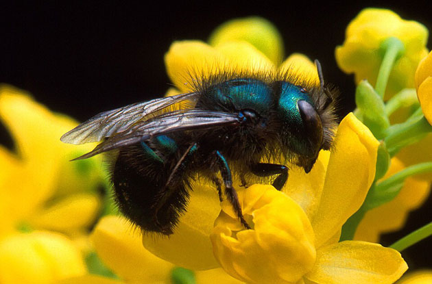 mason bee