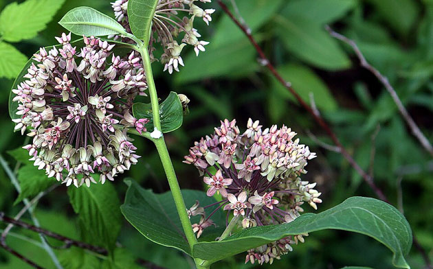milkweed
