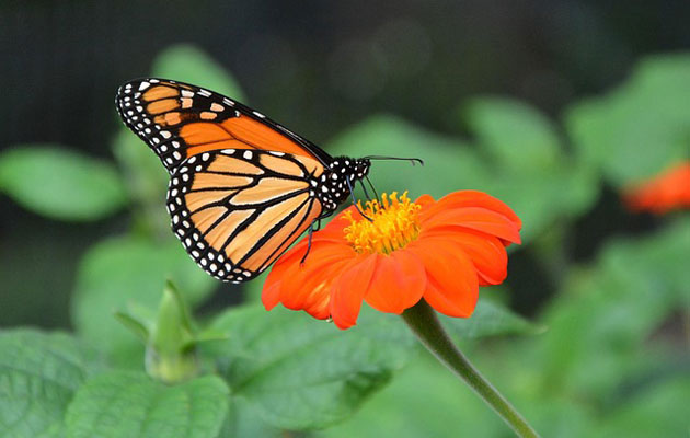 monarch butterfly