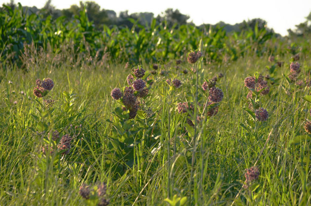 tallgrass prairie meadow