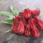 The Secret to Growing Roselle in Cool Climates