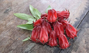 The Secret to Growing Roselle in Cool Climates