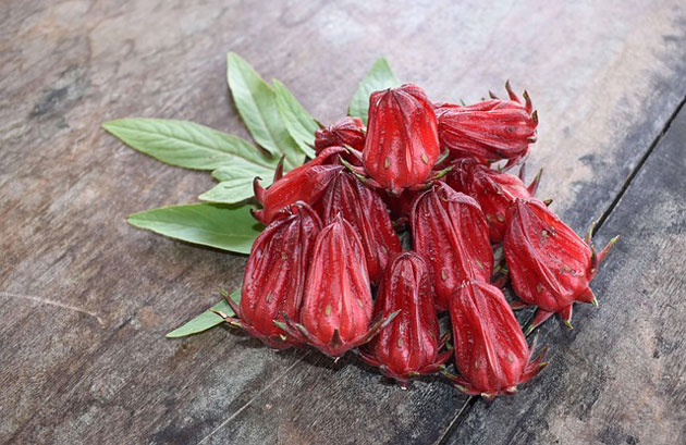 The Secret to Growing Roselle in Cool Climates