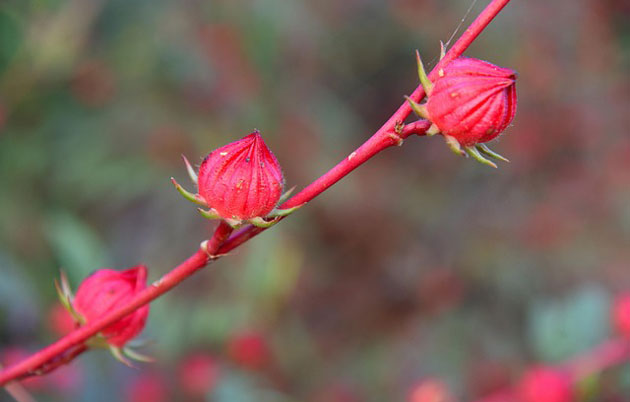 roselle calyces