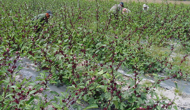 roselle cultivation