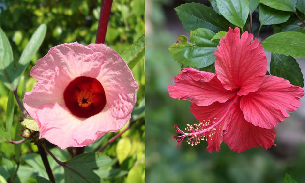 roselle comparison with hibiscus