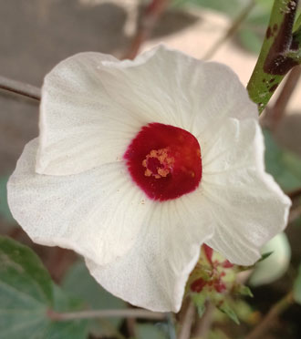 white roselle