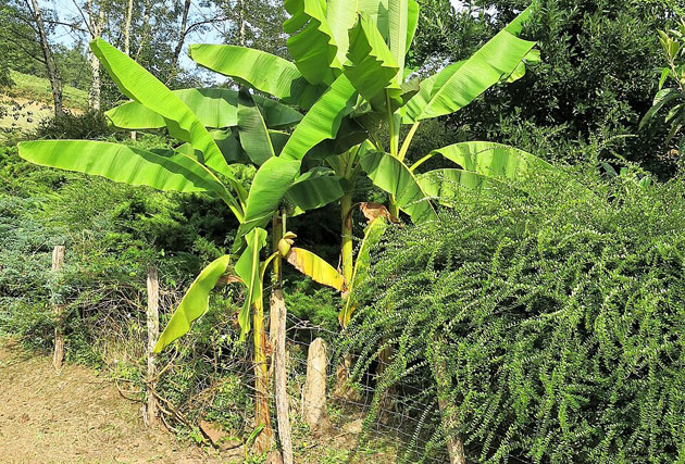 banana grown in temperate france