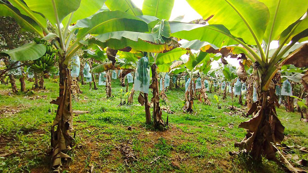 banana plantation