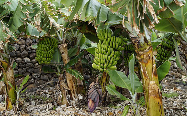 banana trees beside stone wall