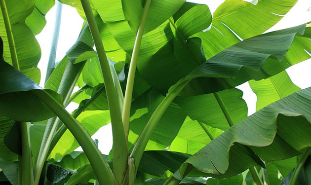 banana trees