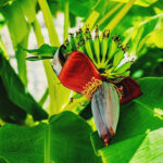 How to Grow Bananas in Temperate Climates