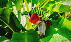 How to Grow Bananas in Temperate Climates