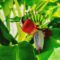How to Grow Bananas in Temperate Climates
