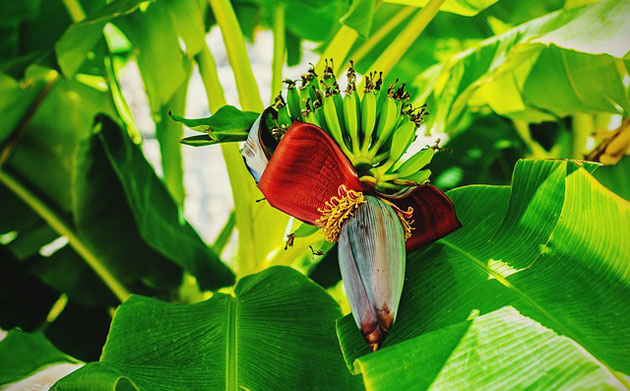 How to Grow Bananas in Temperate Climates