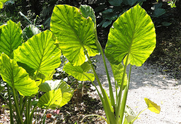 alocasia macrorrhiza