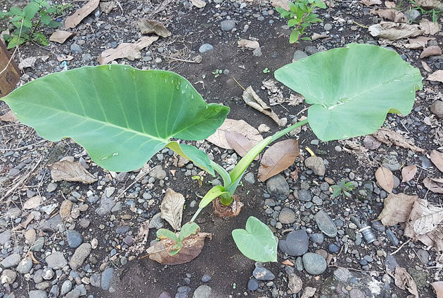 alocasia macrorrhizos juvenile