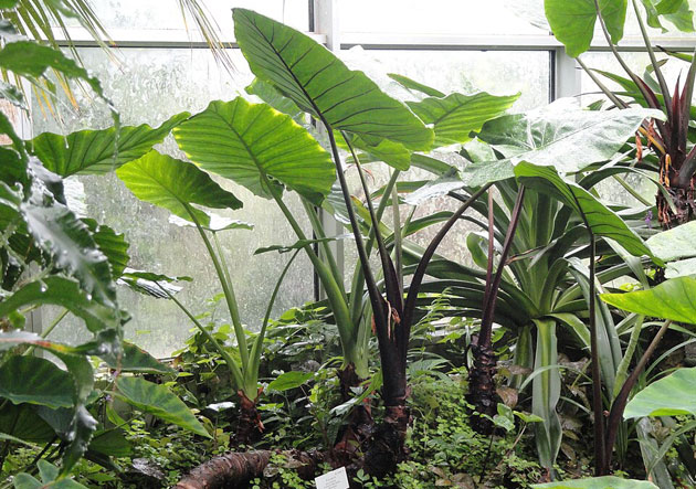 alocasia plumbea