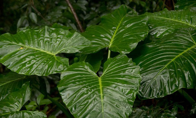 cunjevoi alocasia