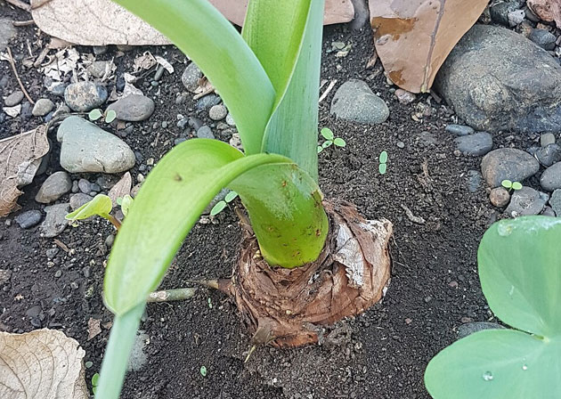 giant alocasia corm