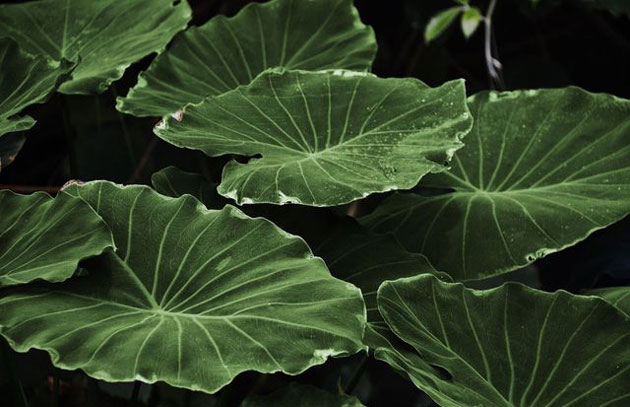 giant alocasia group