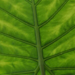 The Easy Giant Alocasia Growing Guide