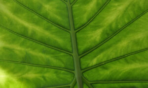 The Easy Giant Alocasia Growing Guide