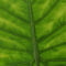 The Easy Giant Alocasia Growing Guide