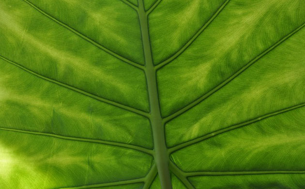 The Easy Giant Alocasia Growing Guide