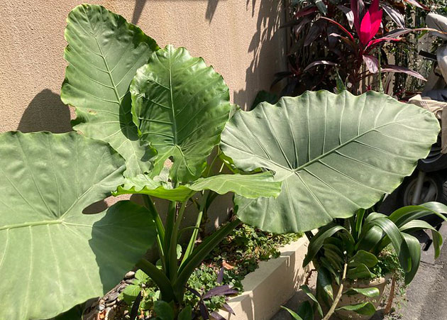 giant alocasia grown outdoors