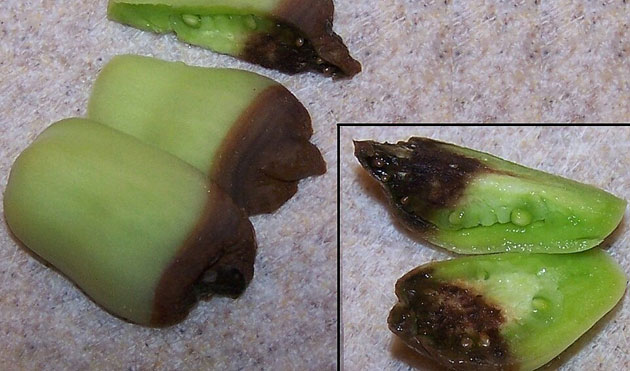 blossom end rot