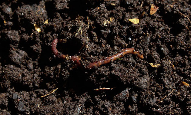 earthworm in soil