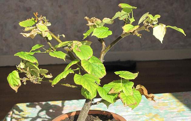 chlorine damaged bonsai plant
