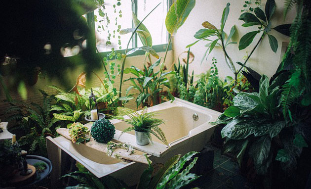 houseplants