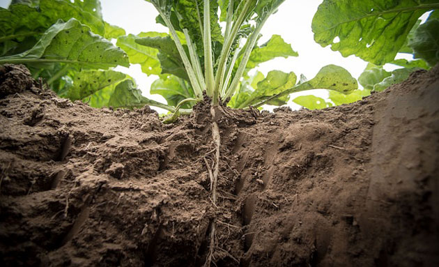 outdoor plant roots