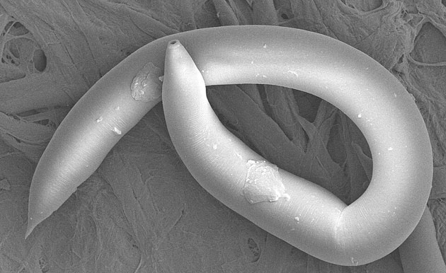 soil nematode