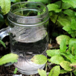 The 24 Hour Tap Water For Plants Trick