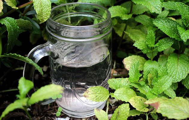 The 24 Hour Tap Water For Plants Trick
